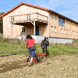 Le champ du ver luisant #4