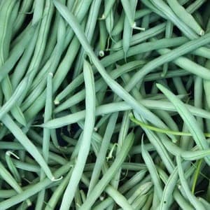 Haricot vert 