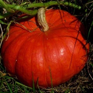 Plant de Courge 'Rouge Vif d'Estampes' (étiquette rouge)