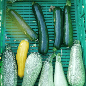 Courgette