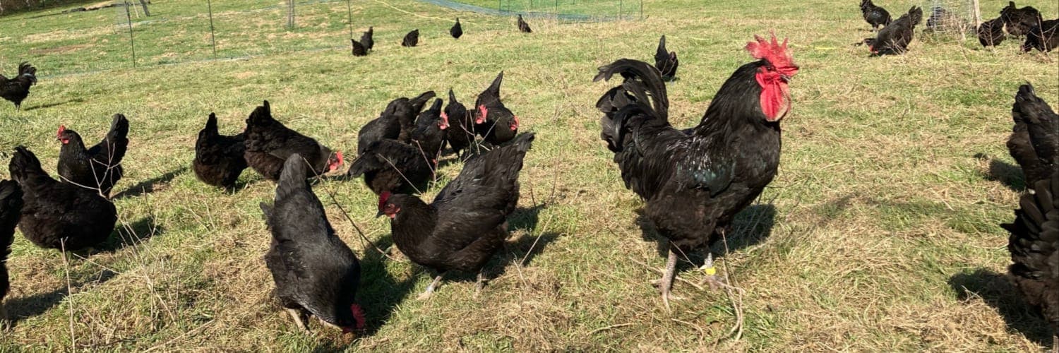 Bannière de Ferme Haoura