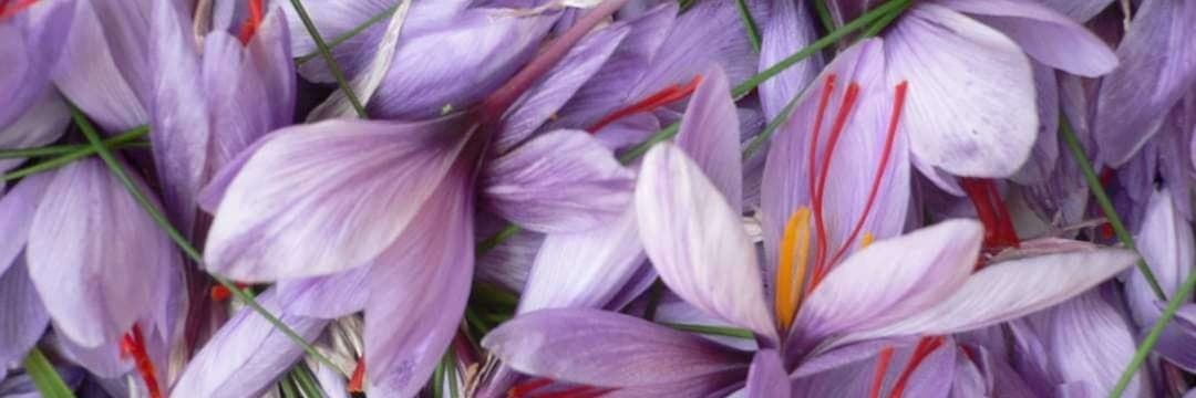 Bannière de Safran Souffle des Champs