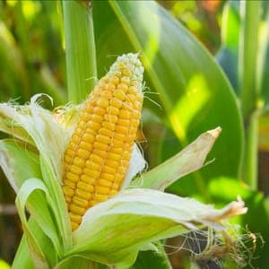 Plant de Maïs doux 'Golden bantam' (étiquette jaune)