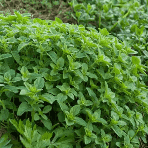 Plant d'Origan