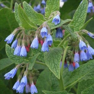 Plant de légume vivace - CONSOUDE "Bleu de Sybérie"