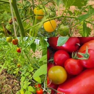 tomates cocktail et cerise