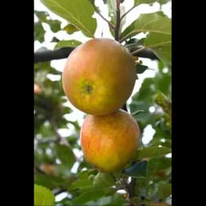 Pomme bio reinette des capucins 