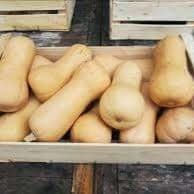 Courge Butternut (Aigue Vive)