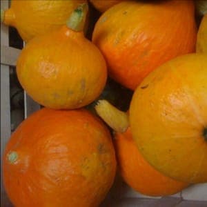 potimarron bio