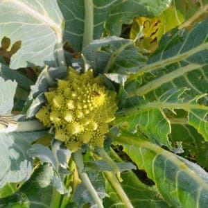 chou romanesco
