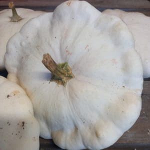 COURGE PATISSON BLANC