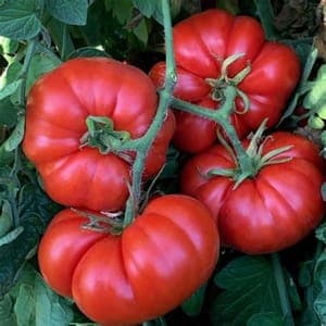 Plant de Tomate 'Marmande' (godet noir)