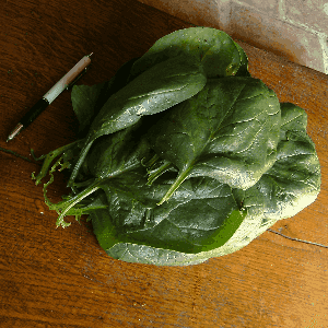 Epinards feuille