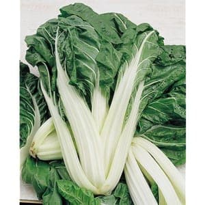 Plant de blette blanche d'Ampuis