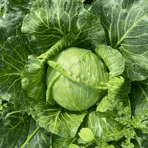 Chou de pontoise