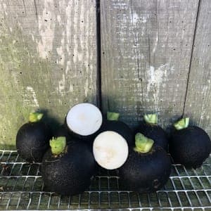Radis noirs