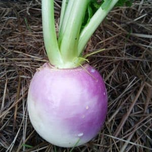 Navet blanc à collet violet