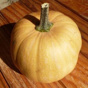 Courge Carat