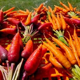 les légumes de Cédric #7