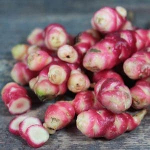 Plant de légume vivace - OCA DU PEROU