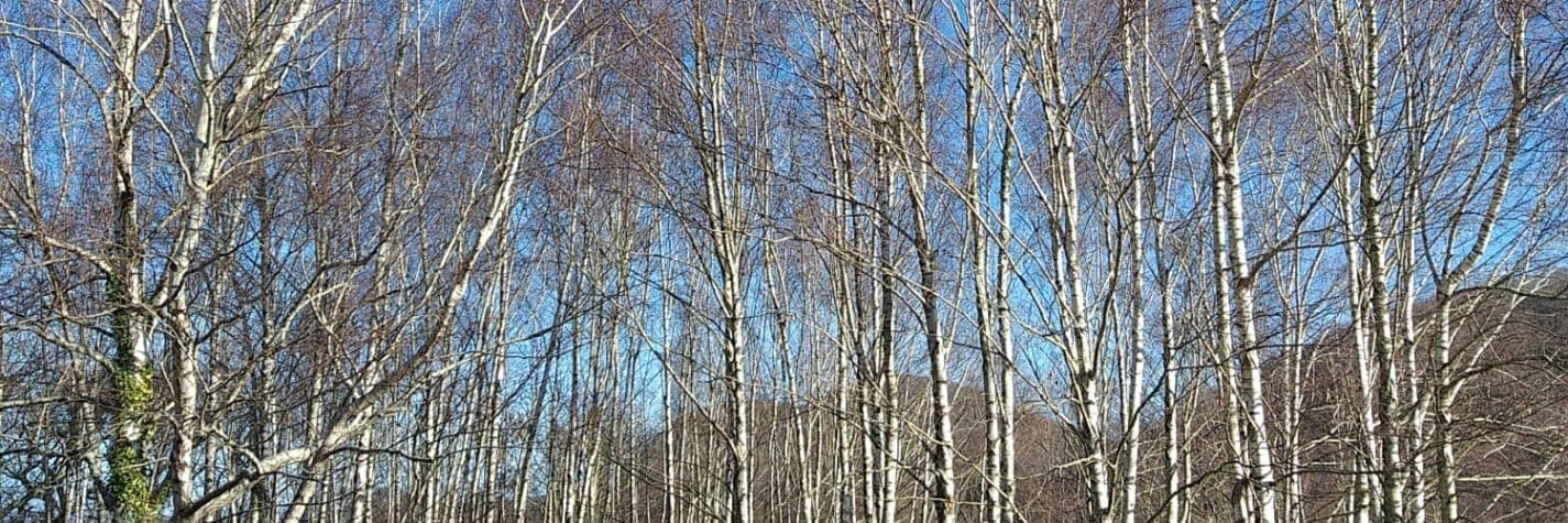 Bannière de Tête d'Ortie