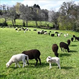 Ferme de la Mandra  #8