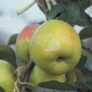 Pommier en racine nue variété