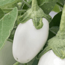 Plant d'Aubergine Blanche Clara Greffé