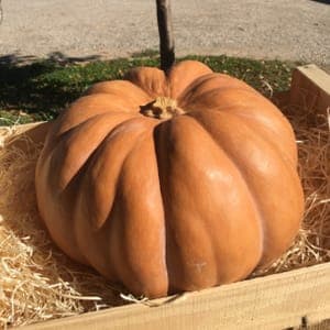 COURGE MUSQUEE (Portion d'un kilo)