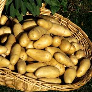 Pomme de terre (chaire ferme)