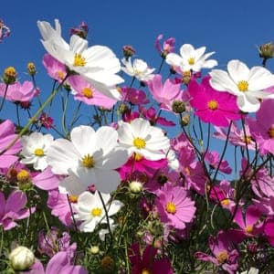 Plant de Cosmos - annuelle (étiquette violette)