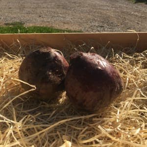 BETTERAVES (600 grammes)