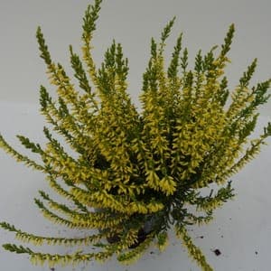 Calluna teintée jaune pot 10 cm