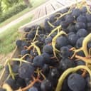 raisin noir alphonse lavallée - colis de 5 kg