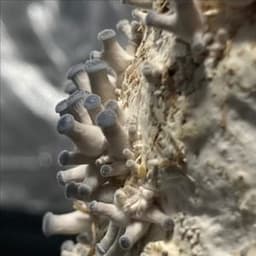 L'atelier des champignons #2