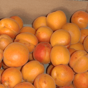 ABRICOTS