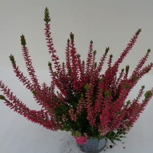 Calluna naturelle rose pot 10 cm