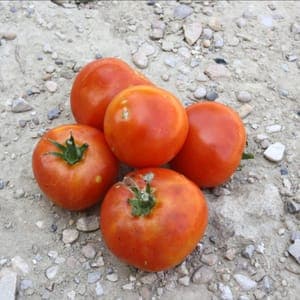 Tomate Rouge Ronde