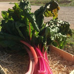 BLETTES Multicolor (environ 800gr)