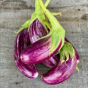 Plant d'Aubergine zébrée 'Tsakoniki' (étiquette rose)