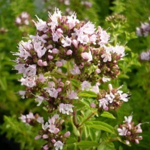 Plant d'Origan commun