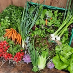 Le potager de Loliva #5