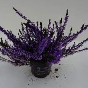 Calluna teintée violette pot 10 cm