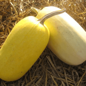 Courge Spaghetti