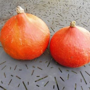 Plant Potimarron Angélique