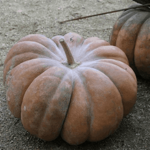 Courge musquée