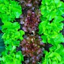 Duo de salades bio du moment