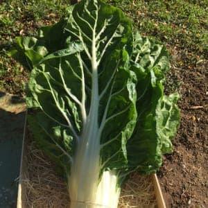 BLETTES (environ 800gr)