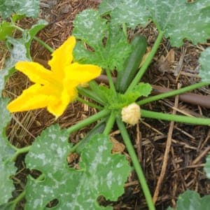 Courgette selon récolte 
