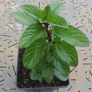 Plant Basilic Perpétuel du Kilimandjaro